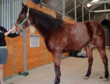 Bay Gelding with White snip on nose markings