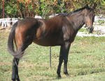 Equine Kingdom - 