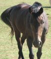 Equine Kingdom - 