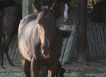 Equine Kingdom - 