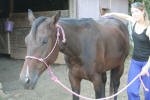Equine Kingdom - 