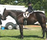 Equine Kingdom - Mystique