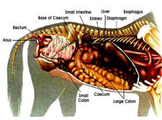 Horse Intestine Anatomy