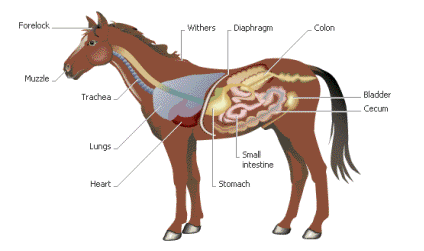 Digestive Tract Horse