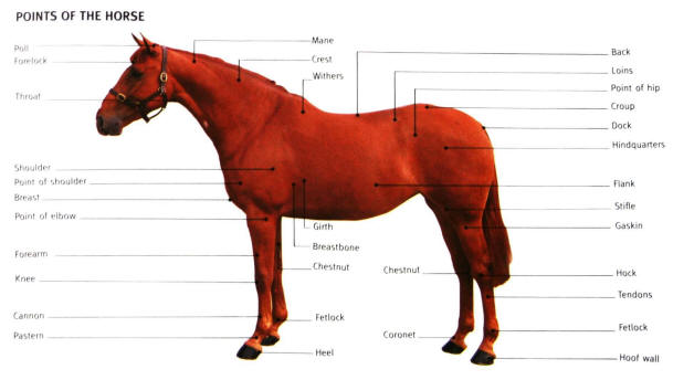Equine Kingdom - HOrse anatomy