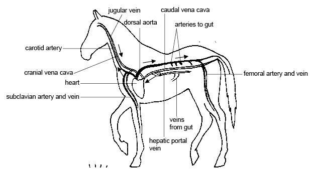 Image:Anatomy and physiology of animals Main arteries and veins of the horse.jpg