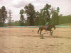Equine Kingdom - Prissy riding video