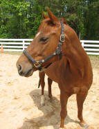 Equine Kingdom - 