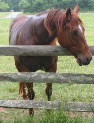 Equine Kingdom - 