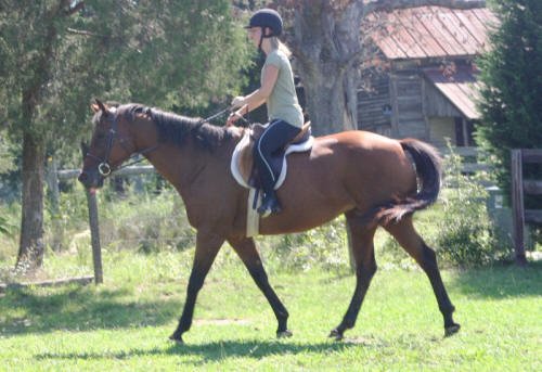 Equine Kingdom