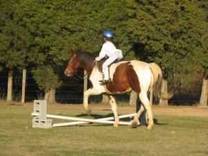Equine Kingdom
