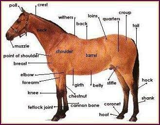 Parts of a Horse, Anatomy