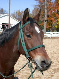 Equine Kingdom - Prissy
